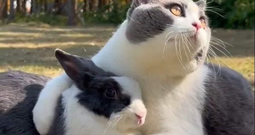 move-over-indiana-jones—this-cat-and-bunny-have-taken-twitter-by-storm