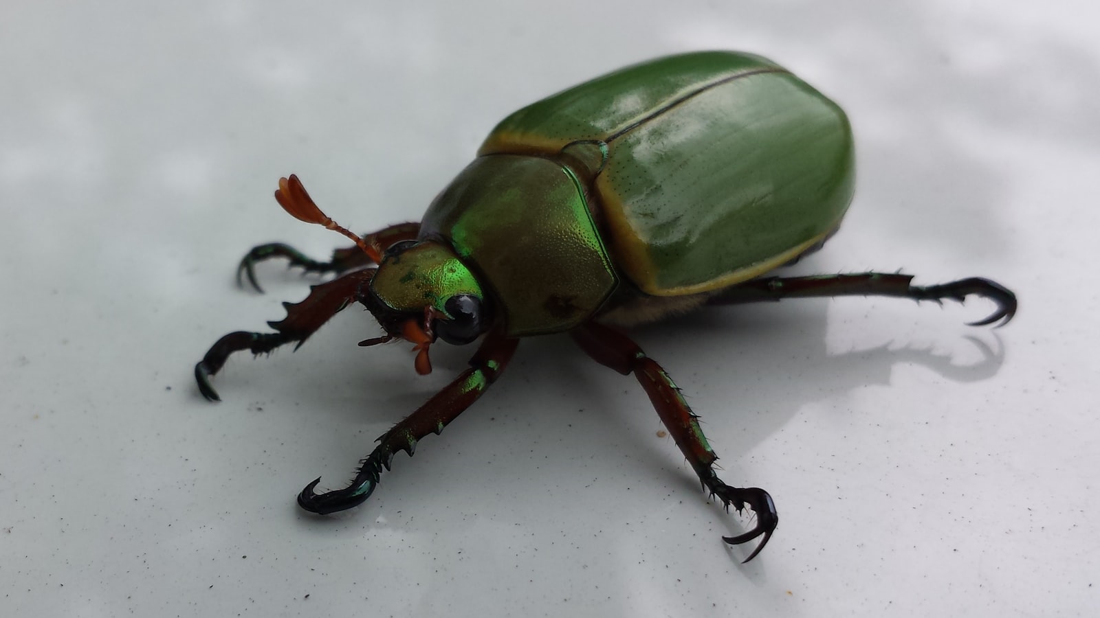 Unveiling the ‌Page Posts Bug: A Glitch Affecting⁣ Page Visibility