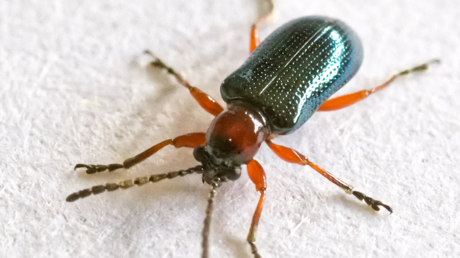 Navigating the Page Posts Bug: Best Practices and Proactive Solutions