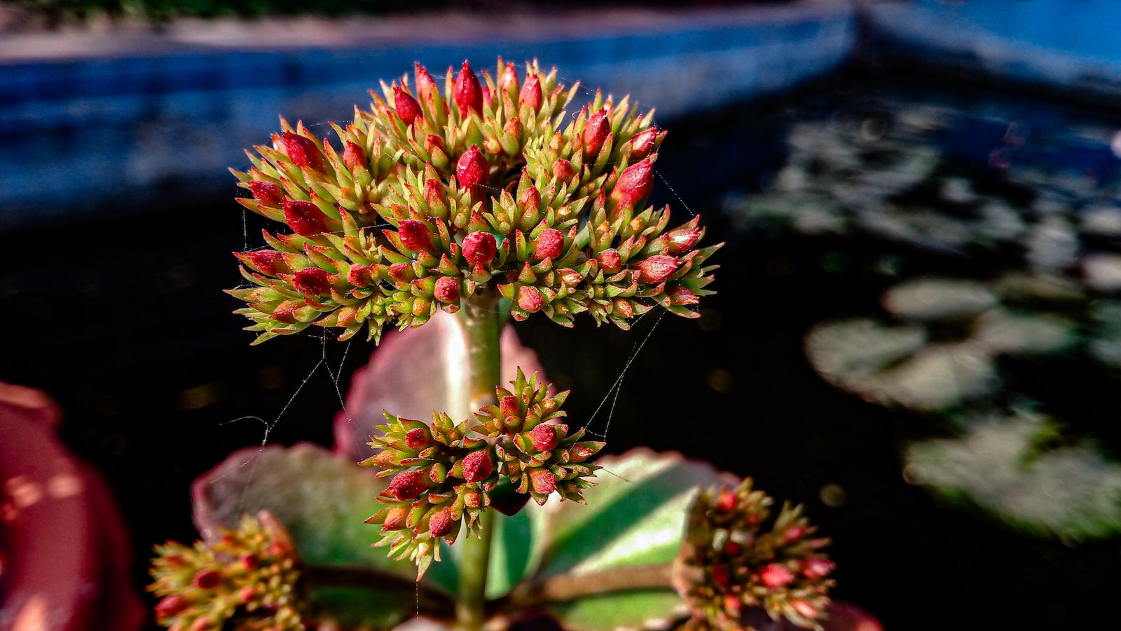 Optimizing Meta Ads Placements for Maximum Conversion