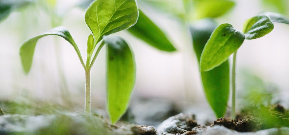 Fancy a Challenge? 2x Your Growth in 2 Weeks with the AI Accelerator