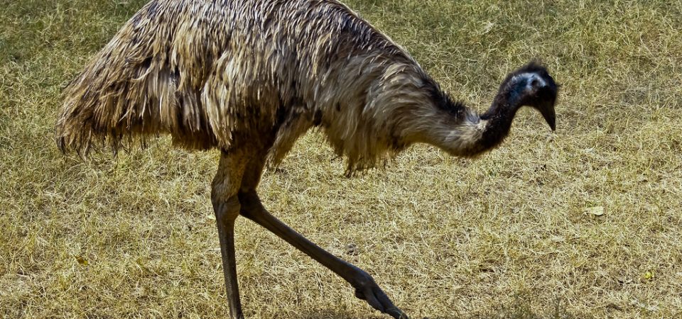 Emu for AI-Generated Images and Videos