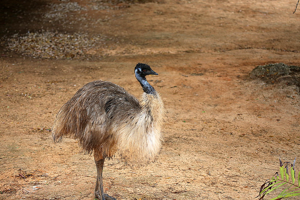 Maximizing Output Quality: Key Recommendations for Optimizing Emu's⁤ Performance