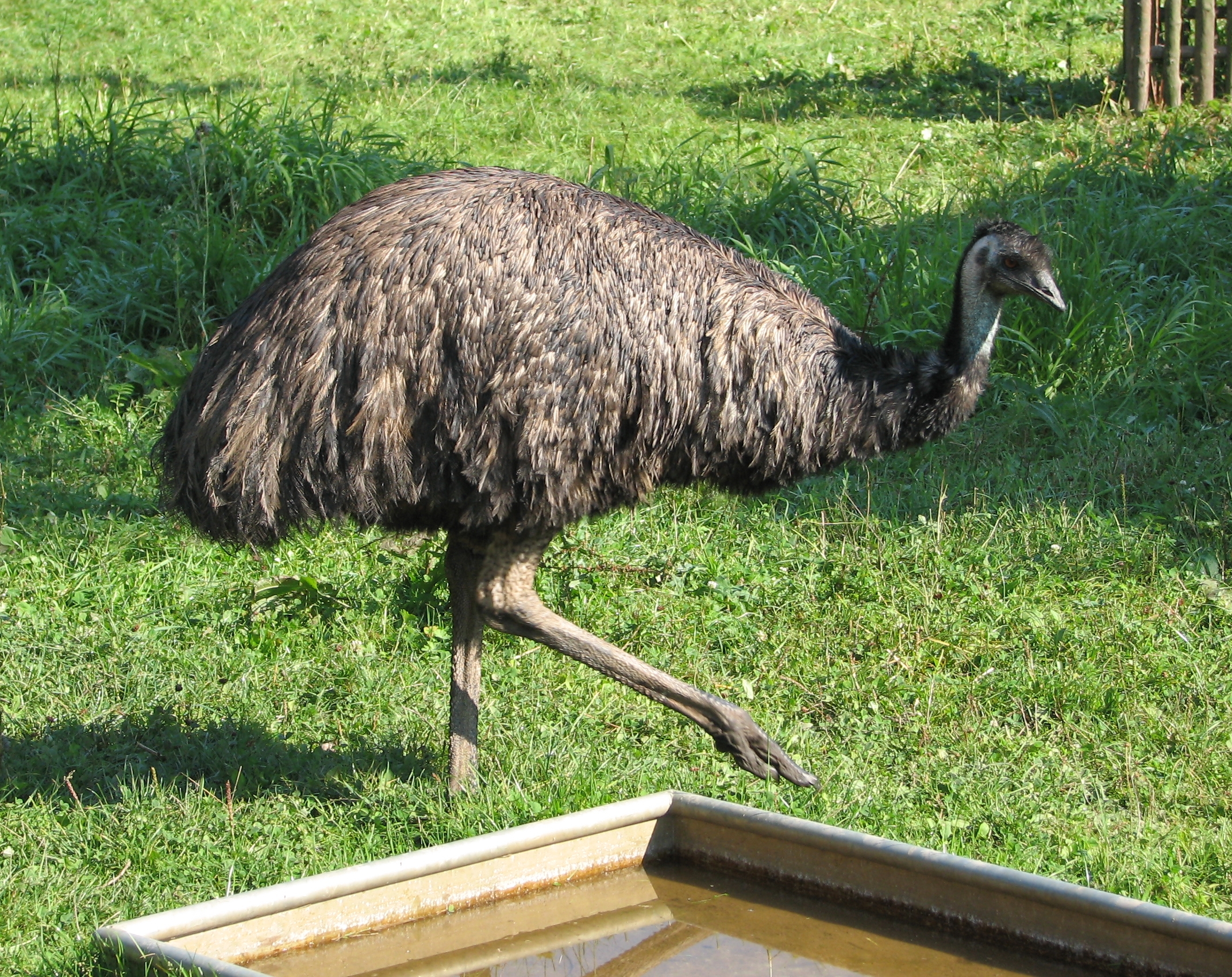 Unleashing the Potential: ⁣A⁣ Deep Dive into Emu's ⁣Impressive Capabilities