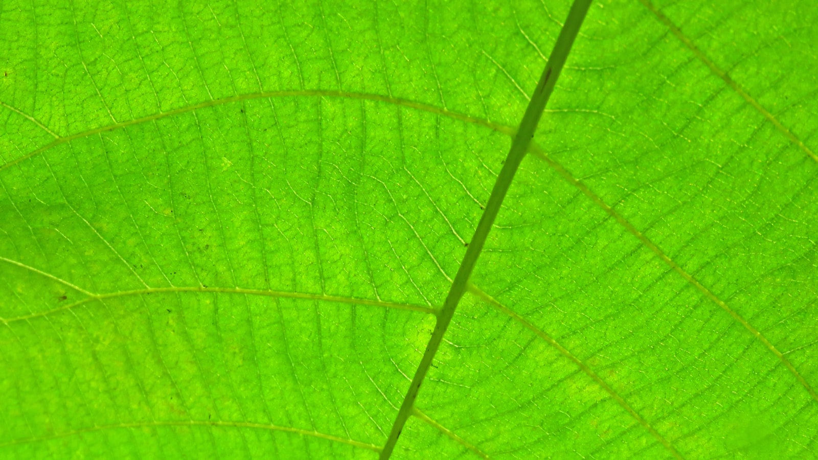 Harmonizing ​Aesthetics and Environmental Consciousness: The‍ Art ⁢of ‍Green Space⁣ Design