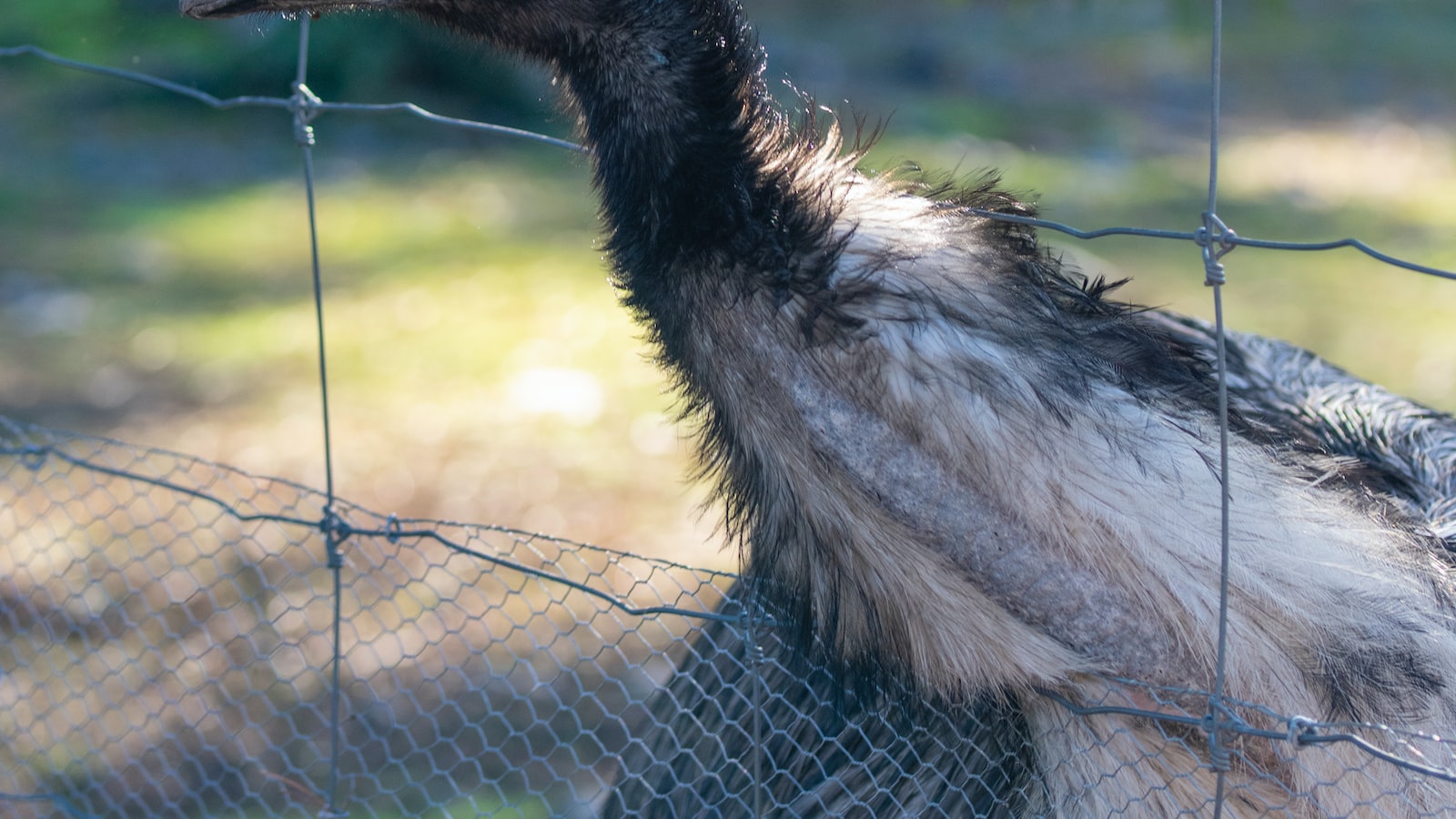 Exploring Emu: ⁤Elevating the Quality ‍of AI-Generated Images and Videos