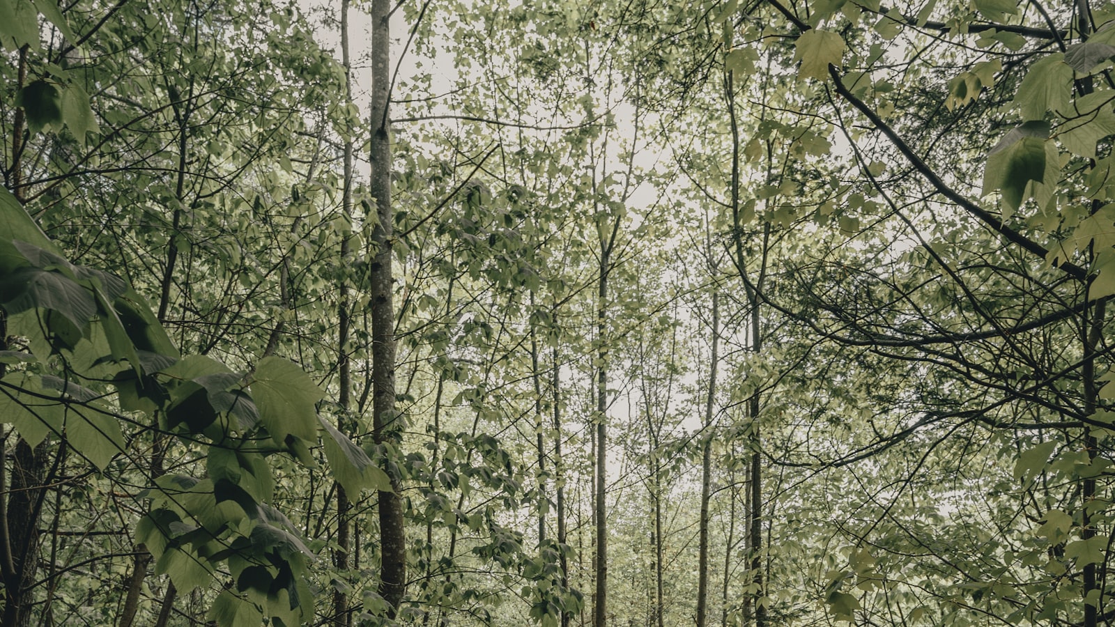 Navigating Through Feelings of Isolation: Strategies for Coping and Connection